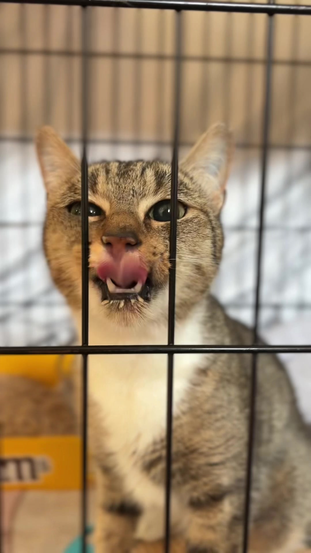 @Lynchburg Humane Society