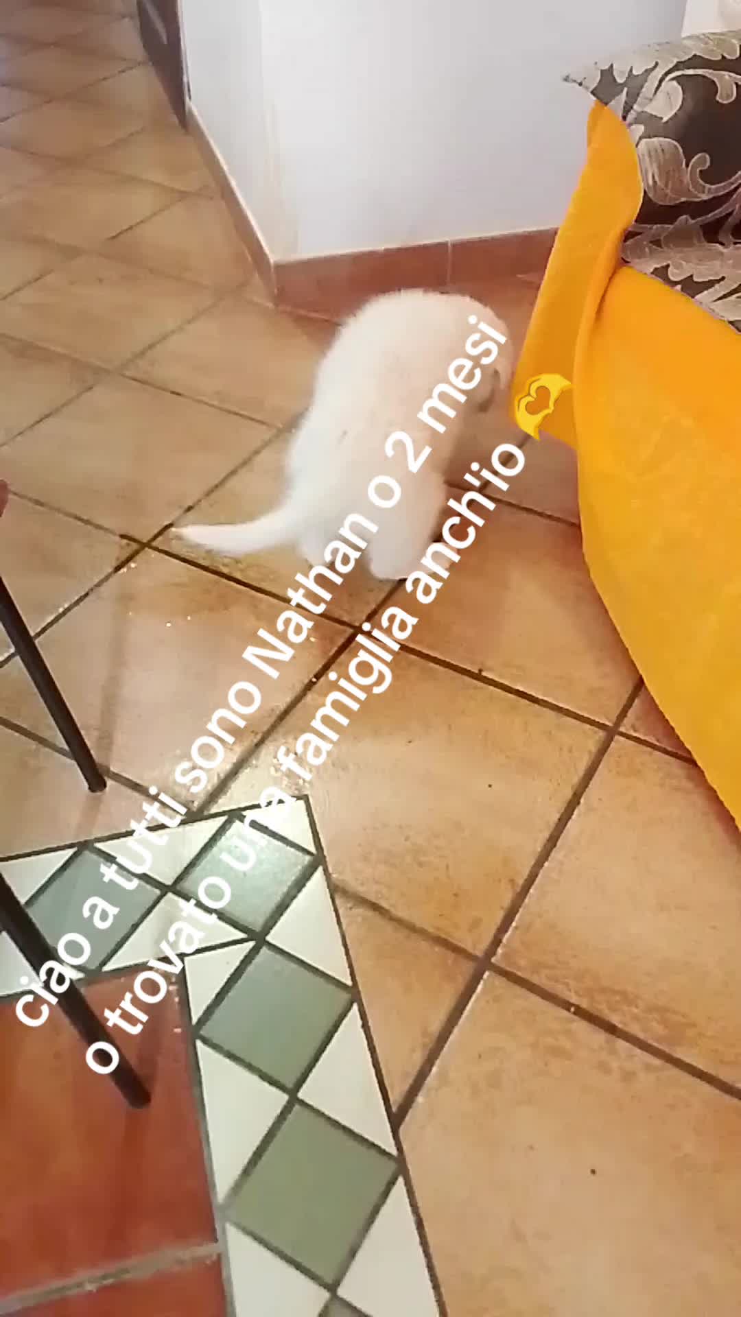 @lele