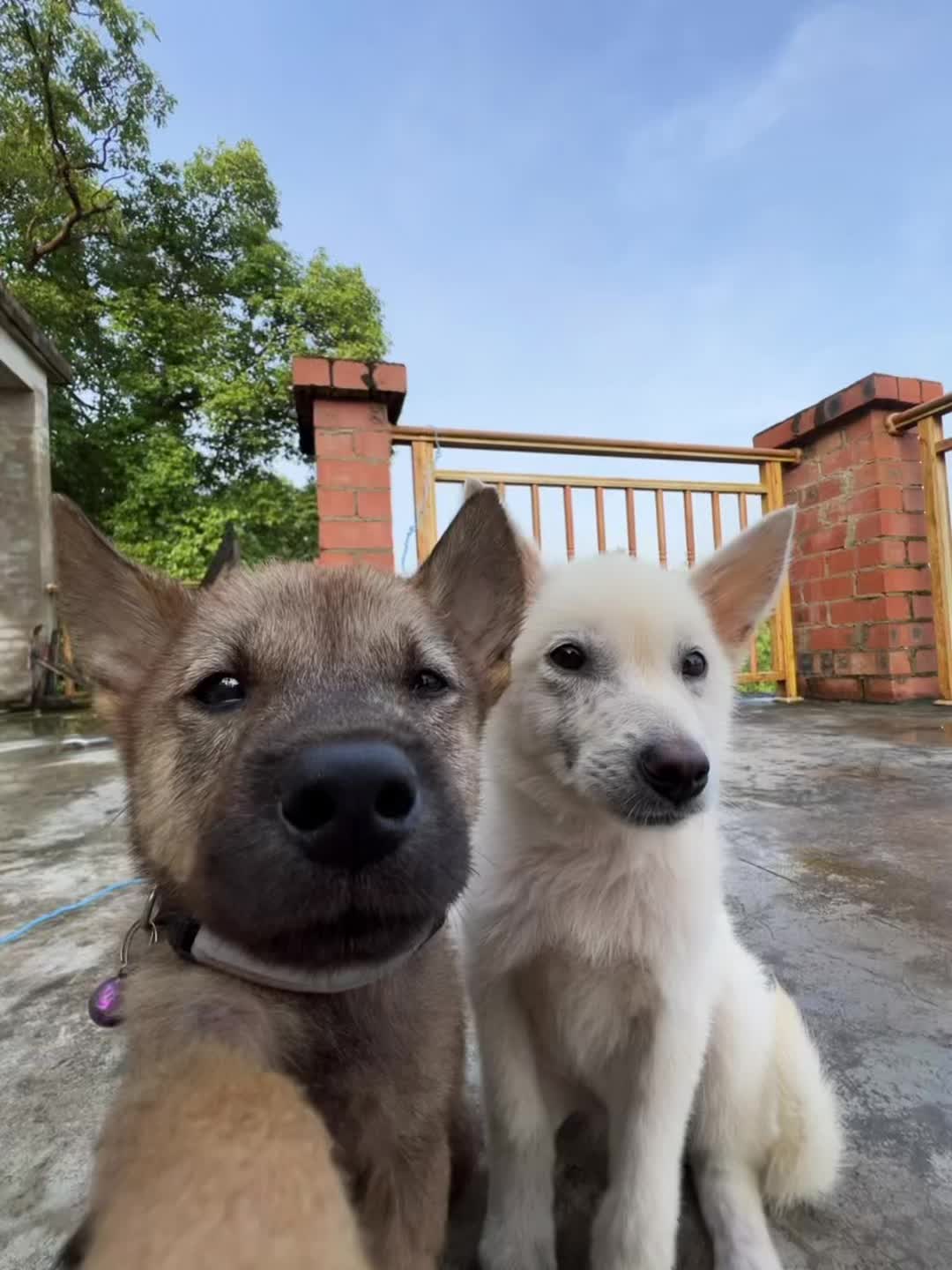@Pet World Hub