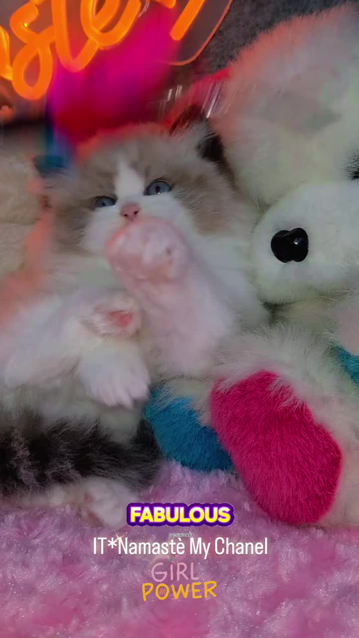 @Namastè Ragdoll Cats