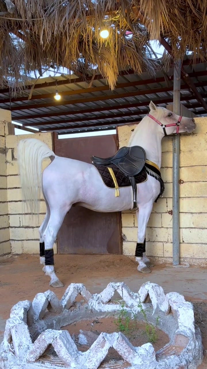 @ثـامر الشـلاش 🐎🤎.