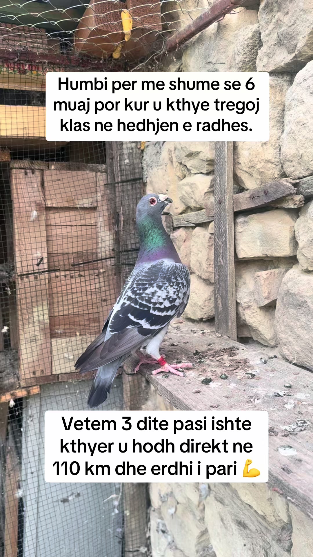 @Hunderra Vendi 🇦🇱