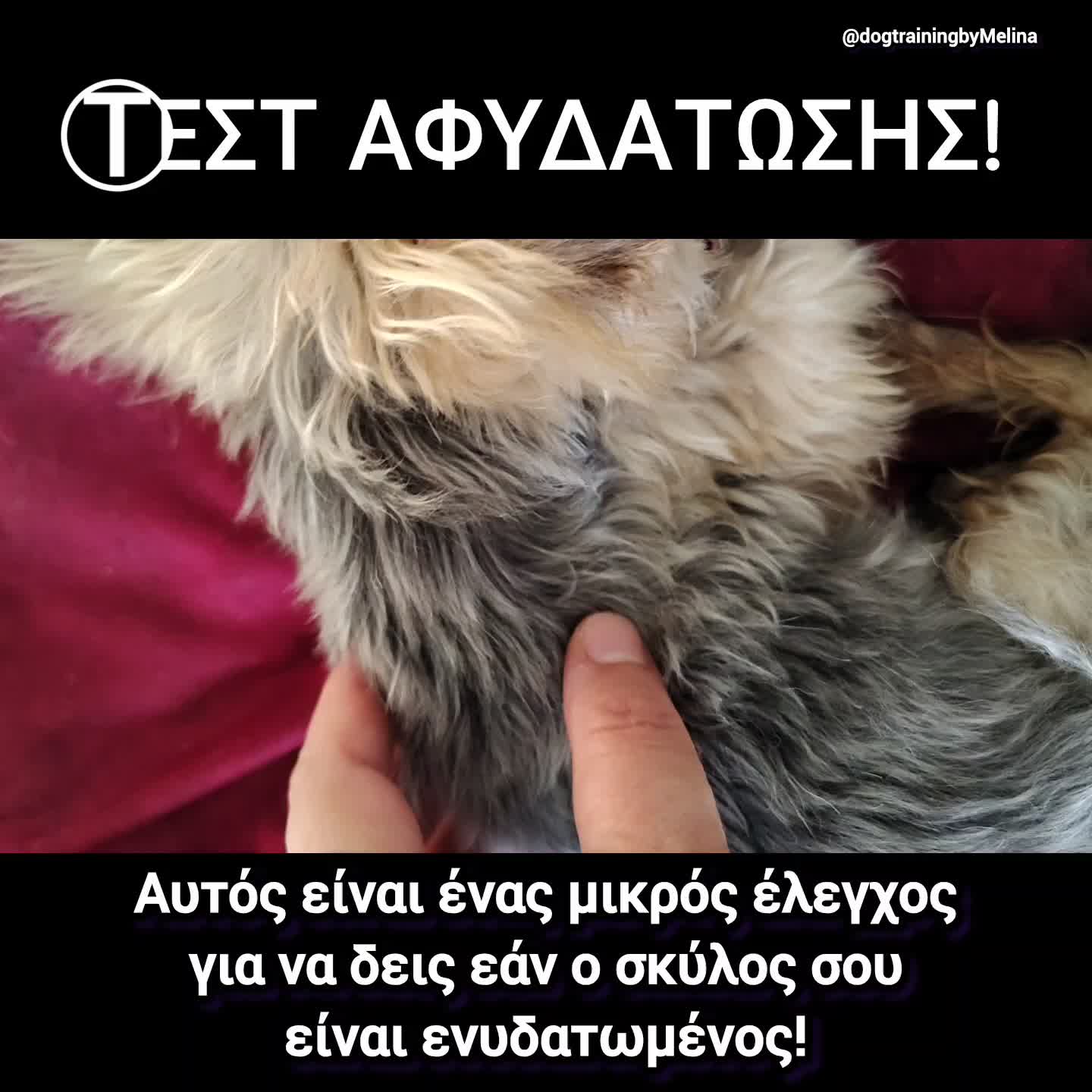 @dogtrainingbymelina