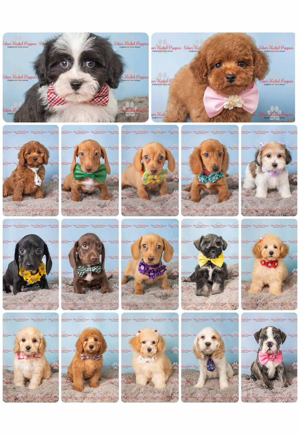 @Silver Nickel Puppies