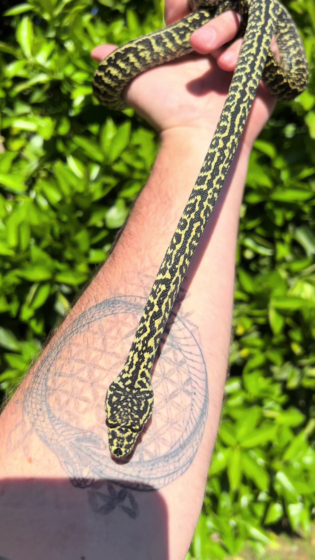 @rileys_reptiles
