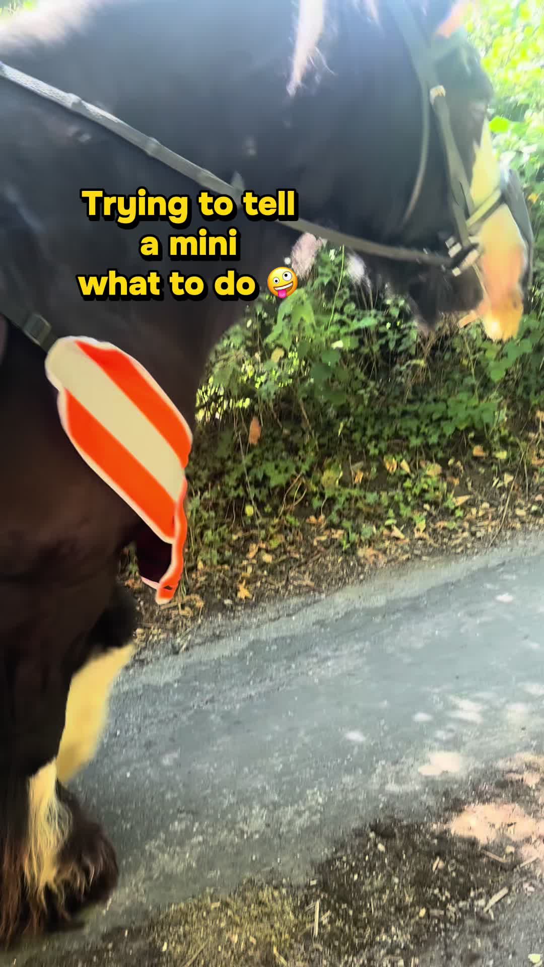 @The Novice Rider