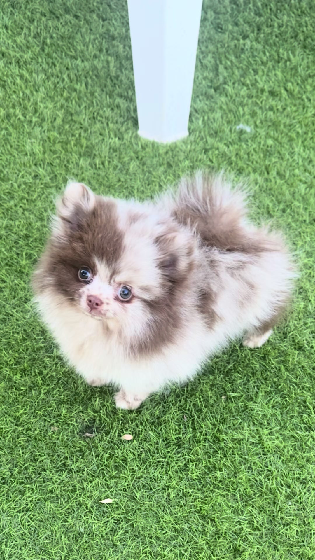 @Mascotas ,cachorritos bonitos