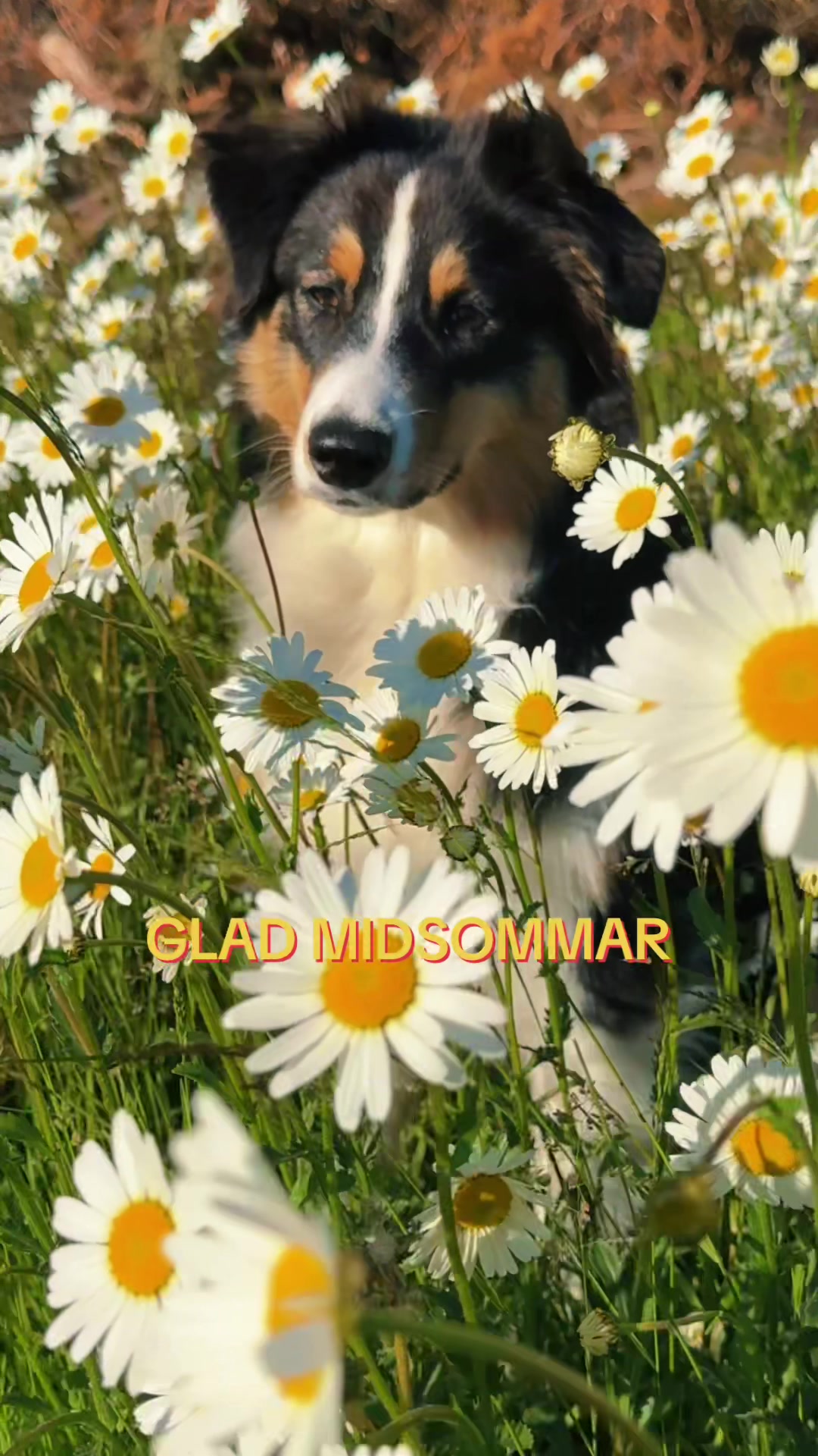 @Vilja - Australian Shepherd
