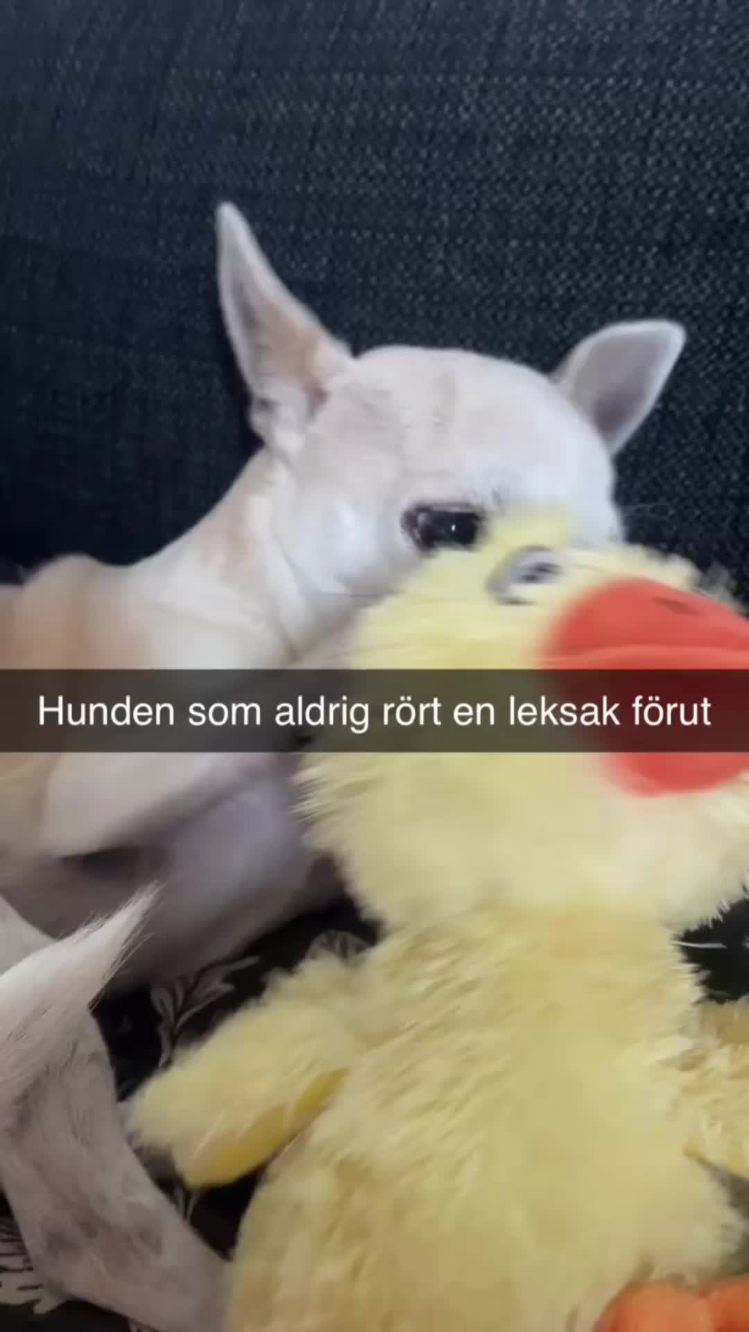 @Ronjaaa