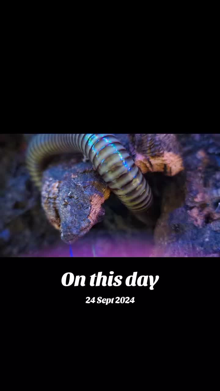 @creepy.crawlie.claire