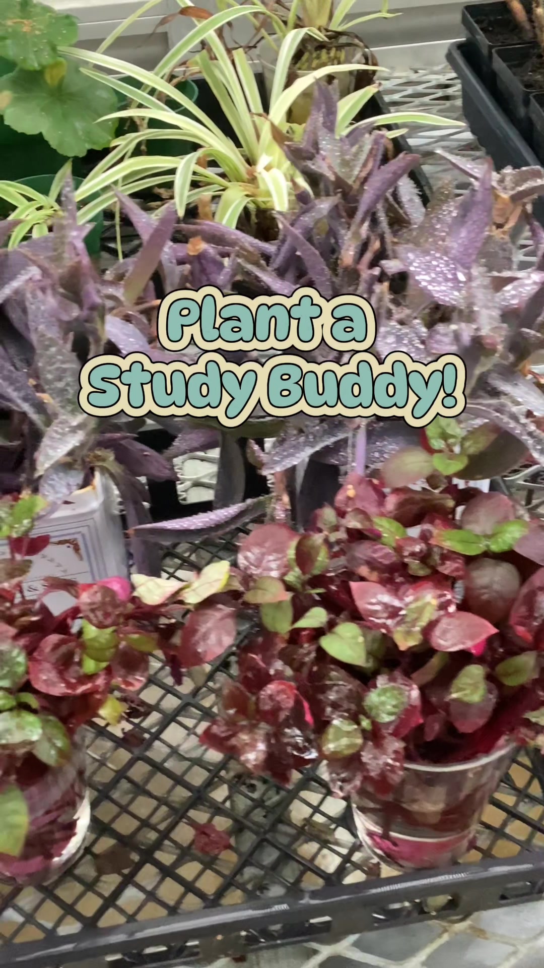 @bsu greenhouse