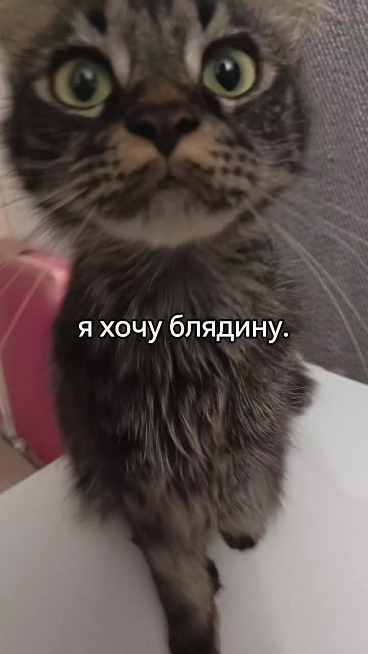 @amusleninblyadina