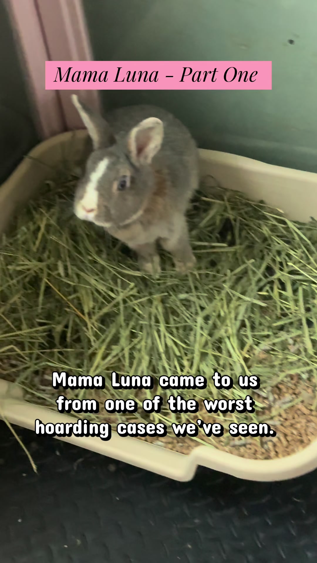 @Romeo Rabbit Rescue
