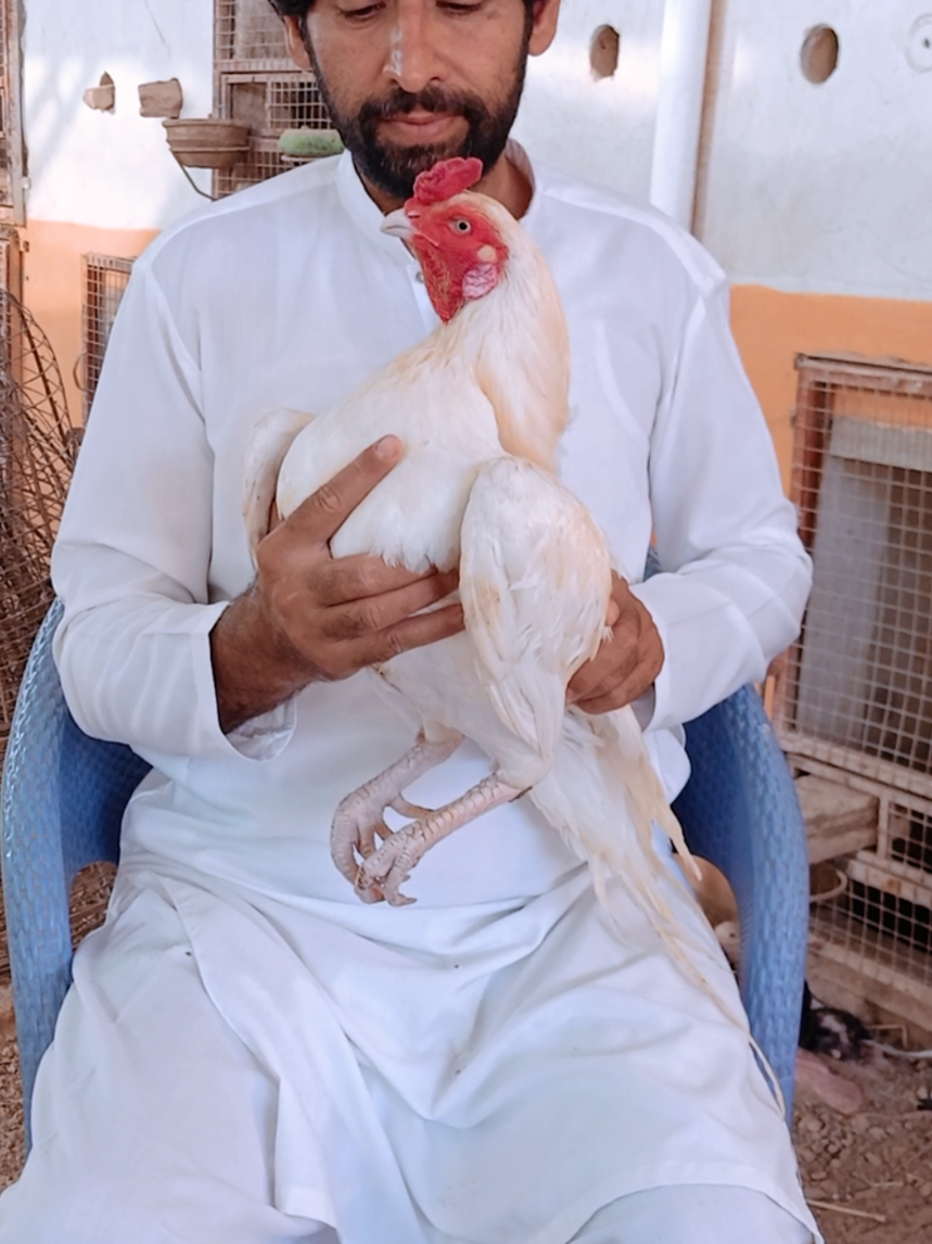 @Sajjad Aseel Farm
