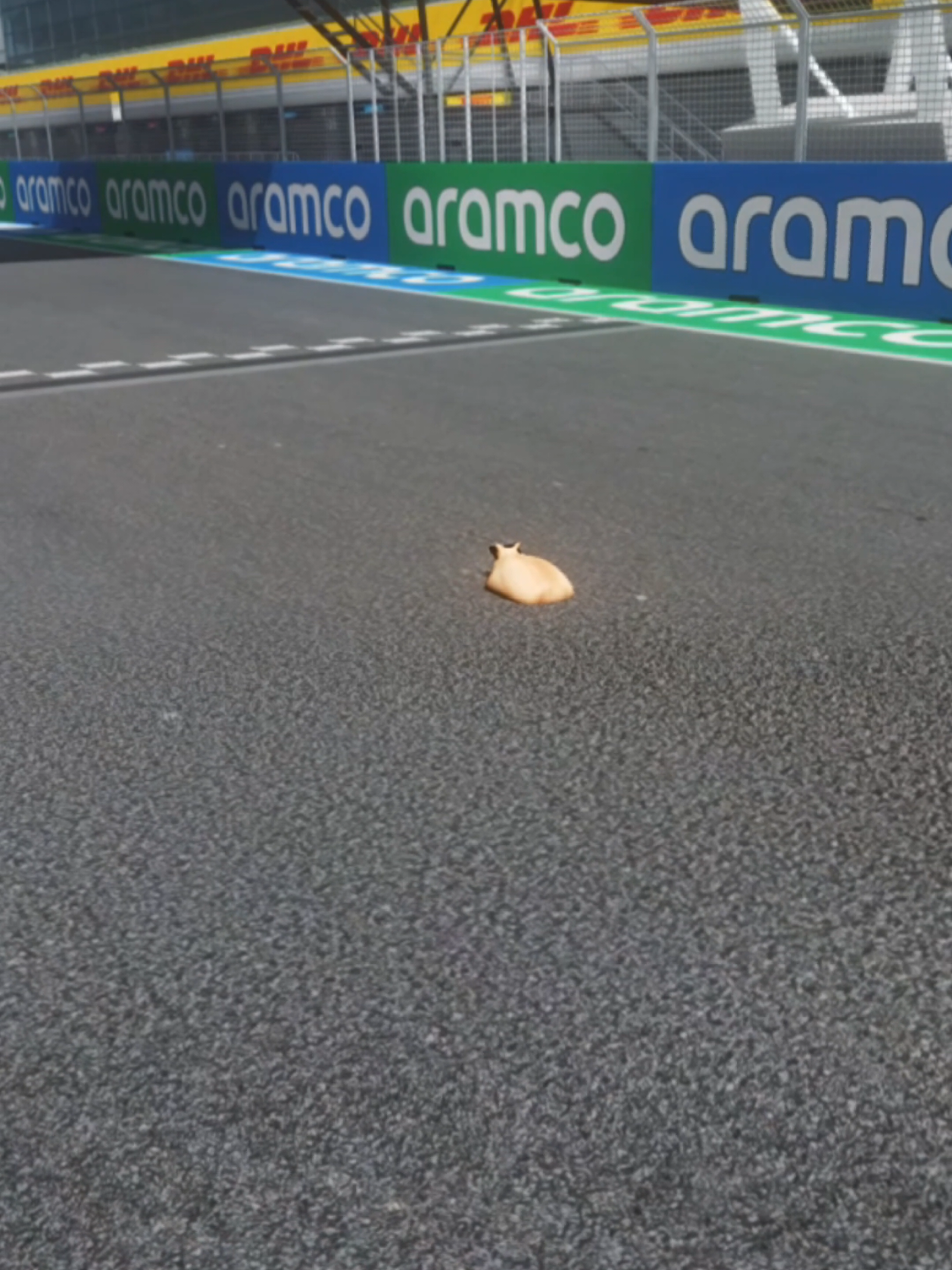 @Pablo the Race Cat