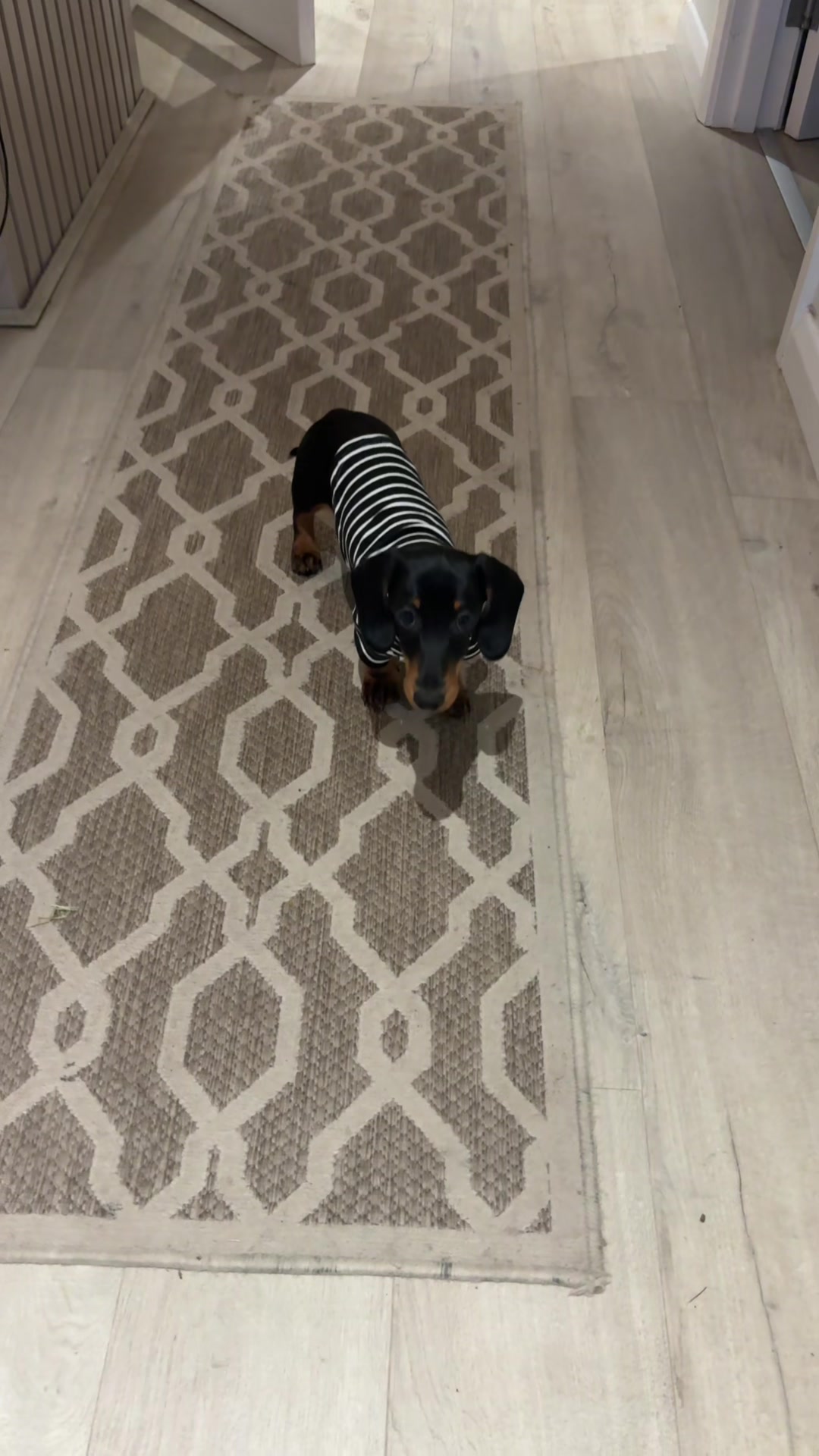 @Lottie Lu mini Dachshund ๐๐ฉท