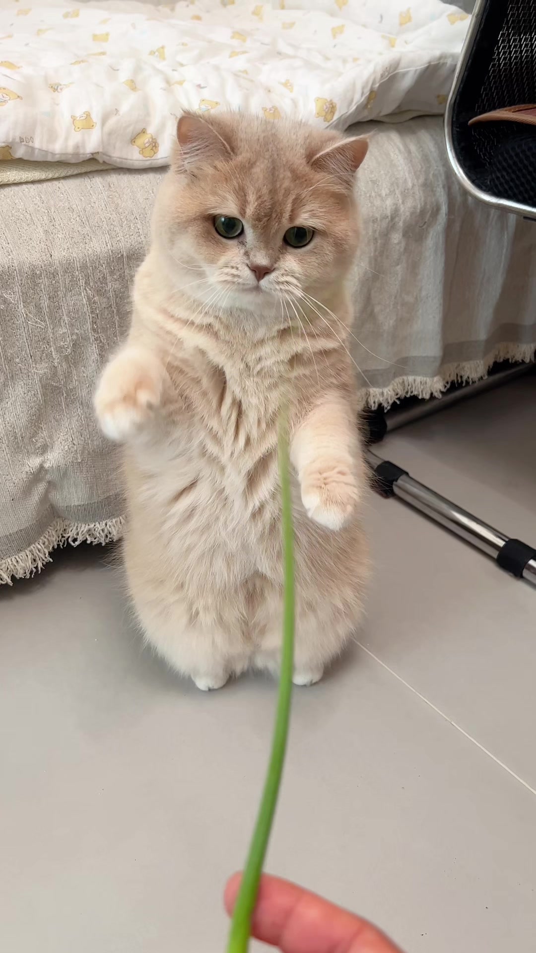 @Cute_kitten
