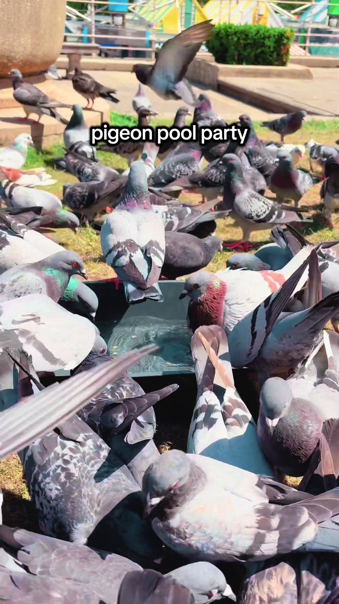 @summer ✶ little winged friends