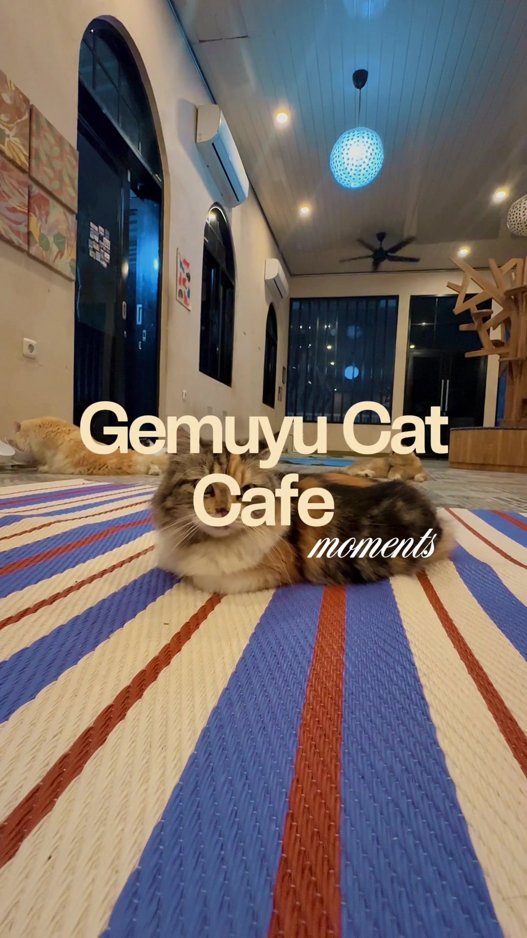 @Cafe Kucing Gemuyu