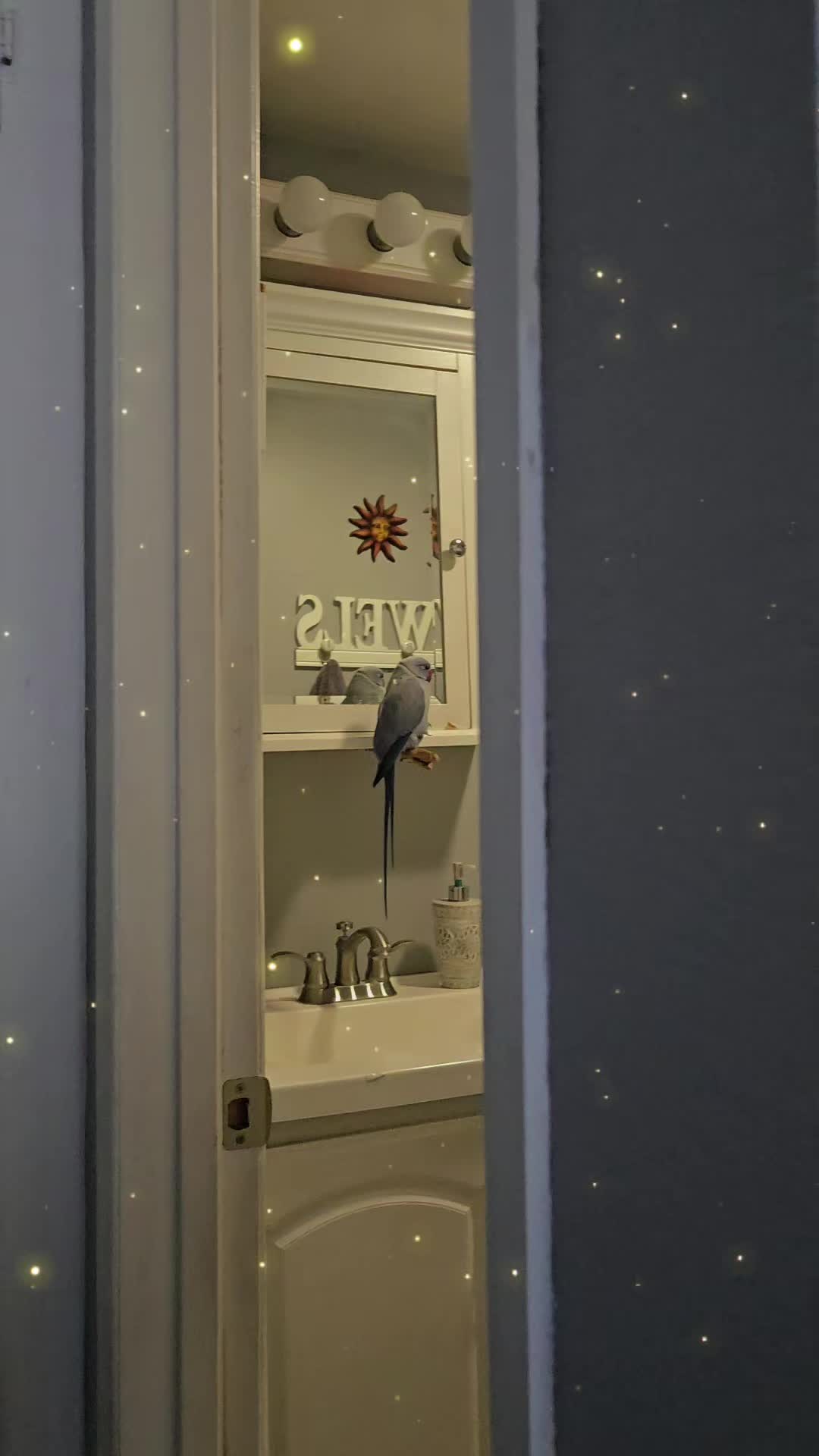 @lilotheparrot & Sky