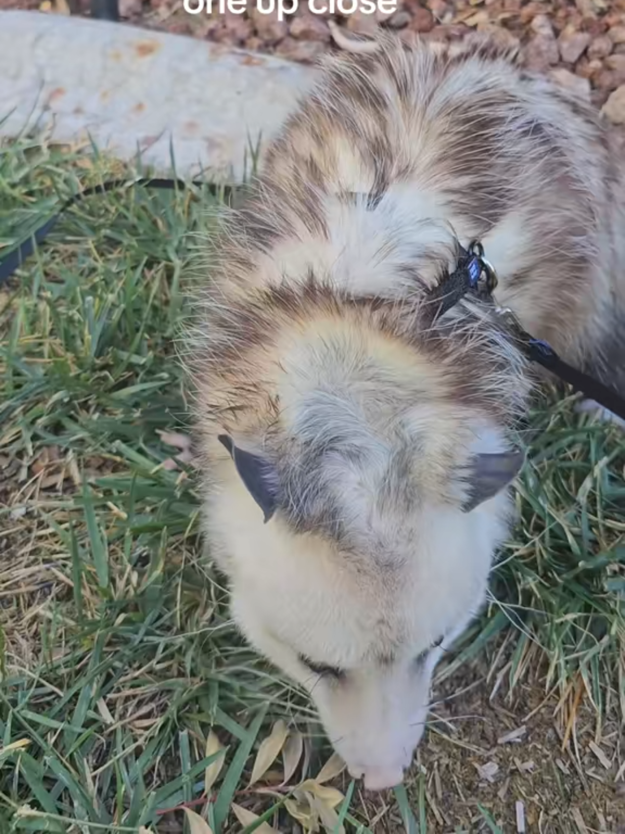 @OPOSSUMDAWGMOM