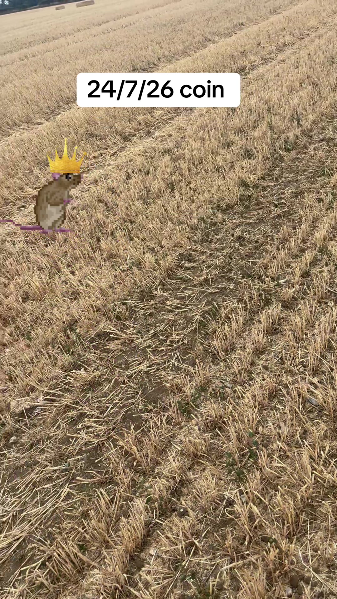 @SirKingRat