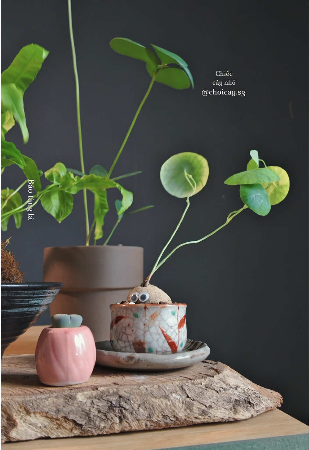 @Bảo tàng lá