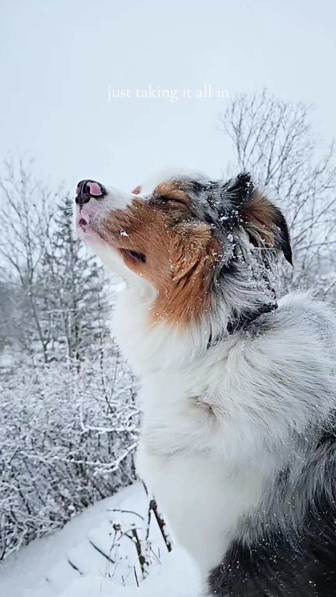 @mr.montytheaussie