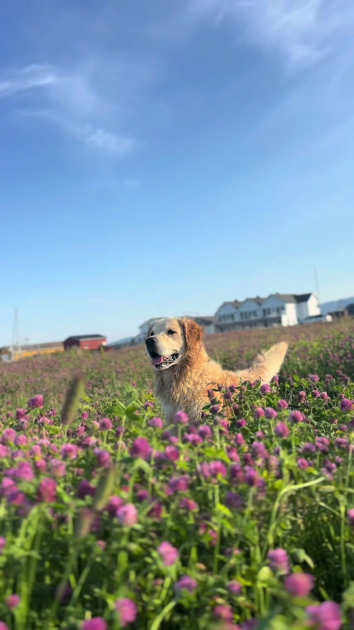 @Ophelieherve