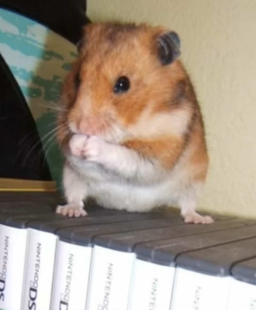 @𐔌 ⌗ 🐾ρɩᥒƙ ⳽ᥱຕᥲtᥲɾყ🎵 𐂯