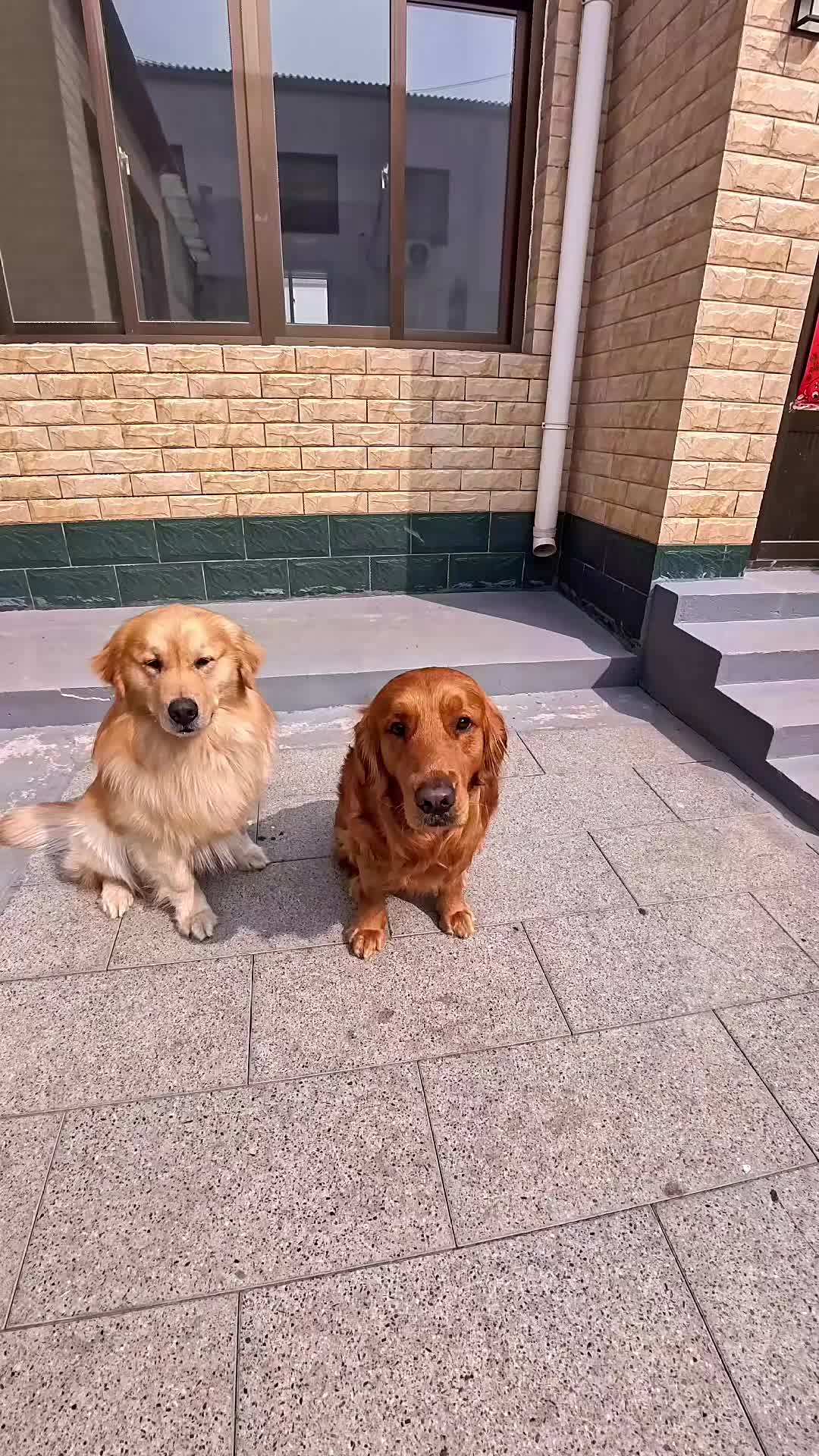 @Dog training ®