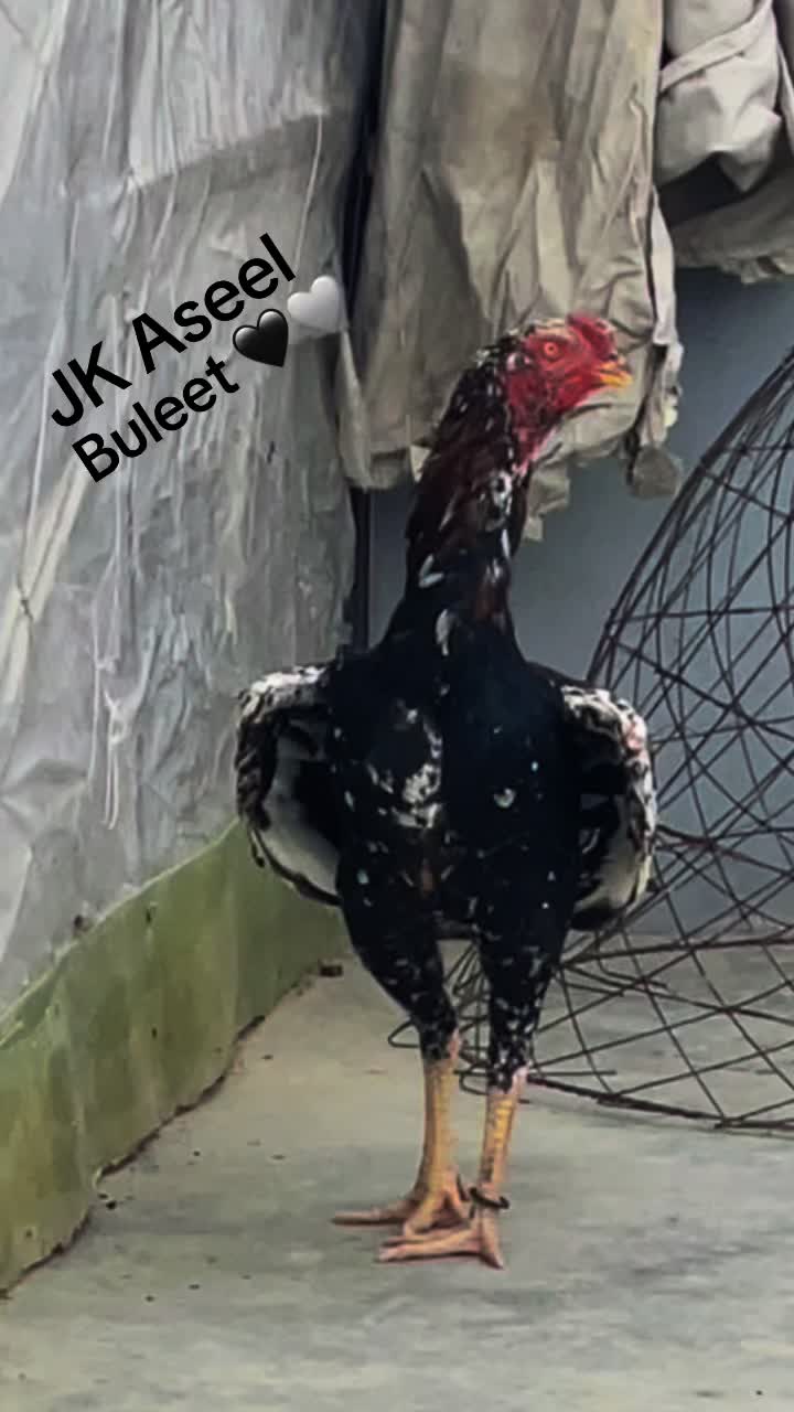 @JK Quetta Aseel