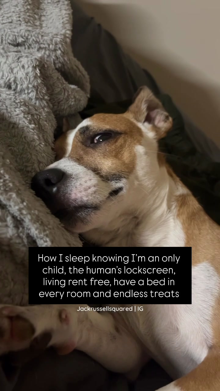 @jackrussellsquared