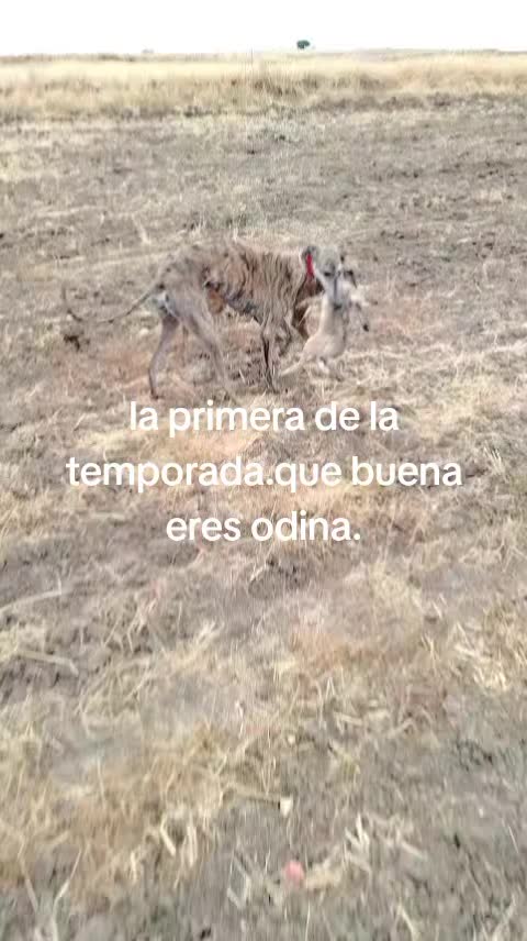 @cocodrilo