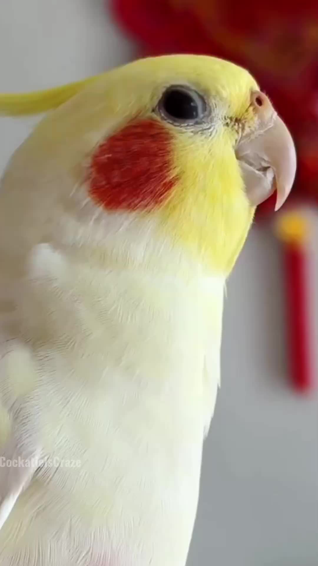 @Cockatiels Craze