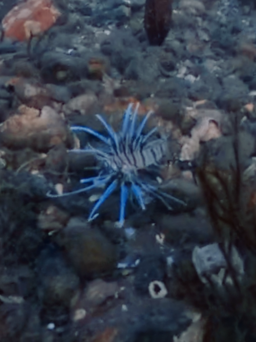 @Fish Guy Photos