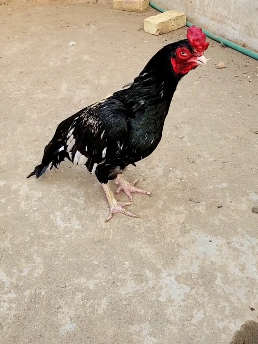 @Sajjad Aseel Farm
