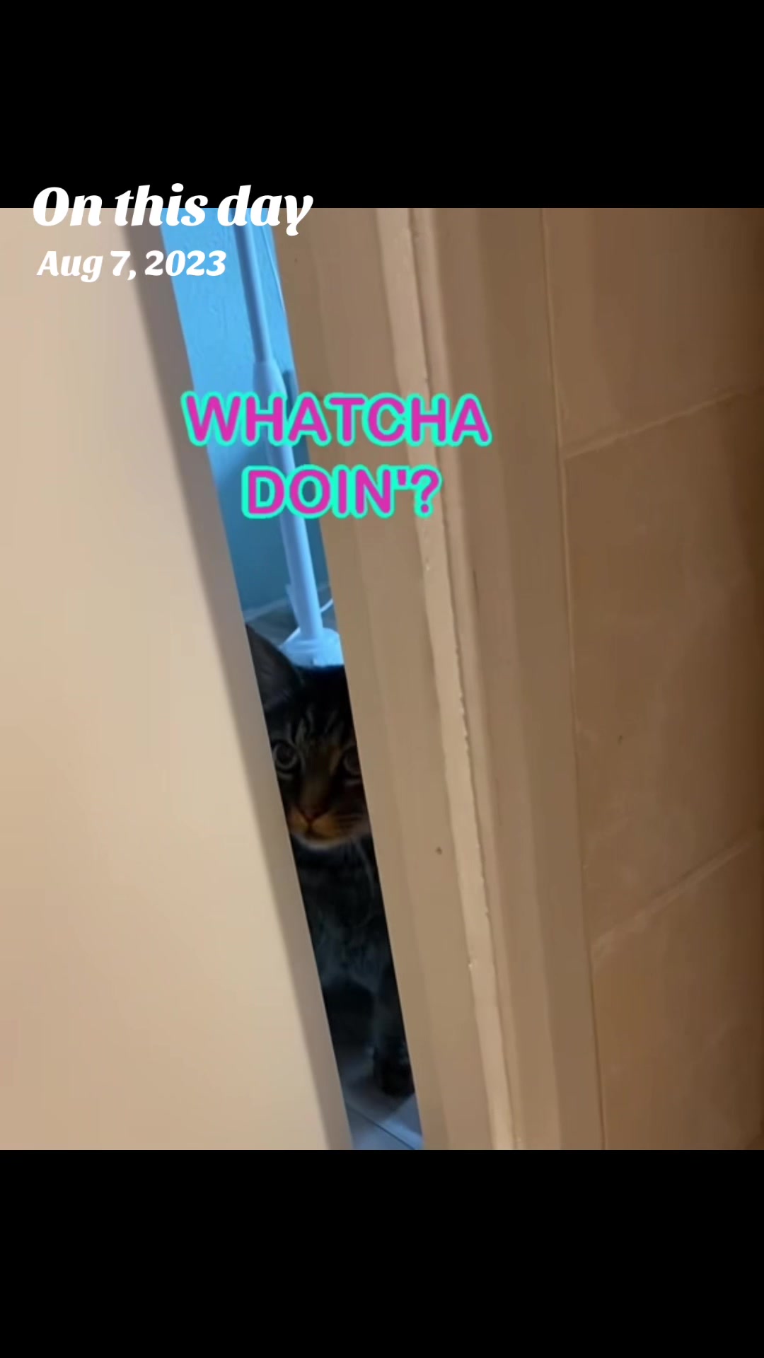 @Joep_the_ rescuecat
