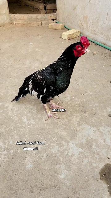 @Sajjad Aseel Farm