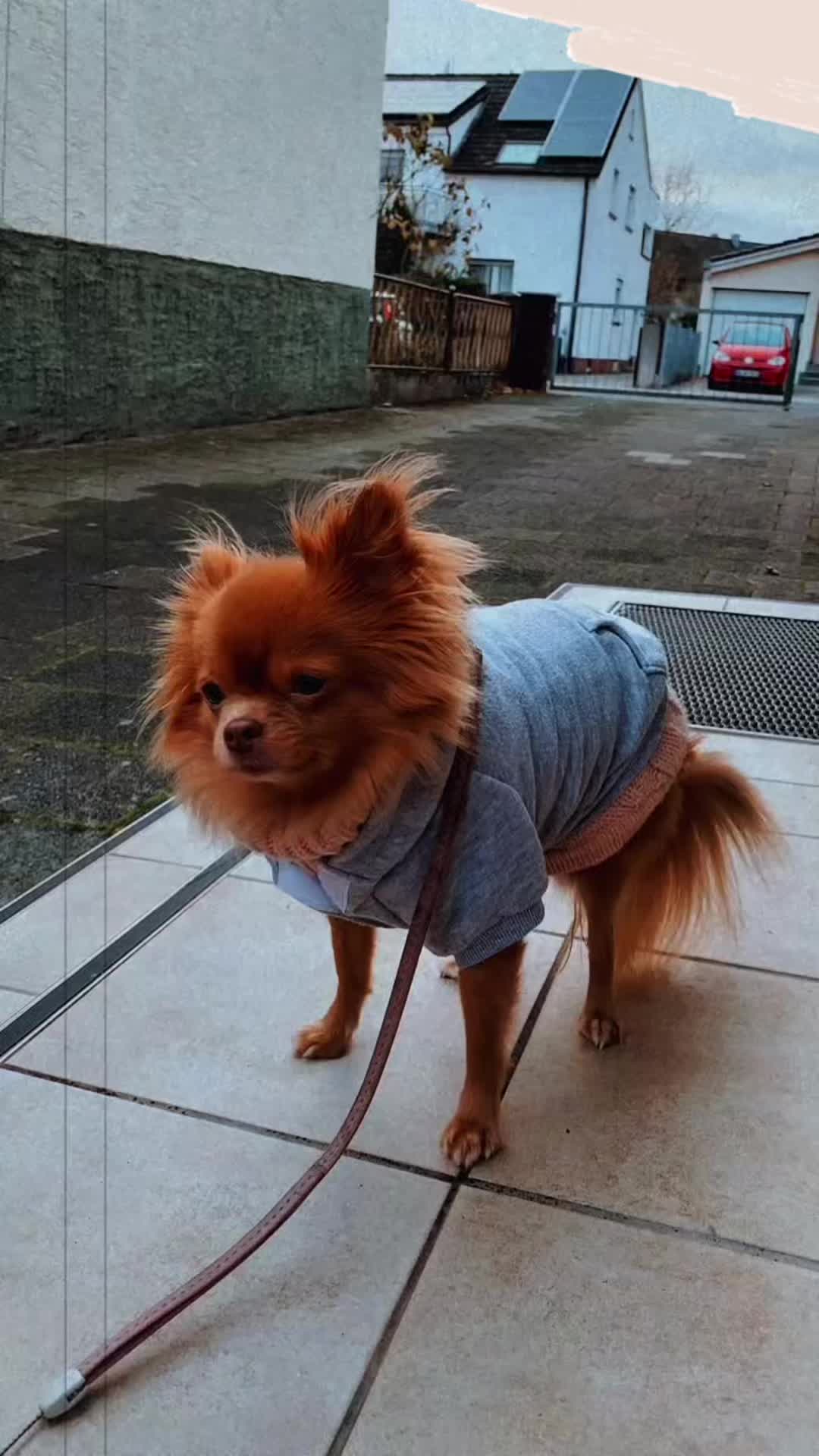 @Lisa💙PhiLLs kleine Nervensäge