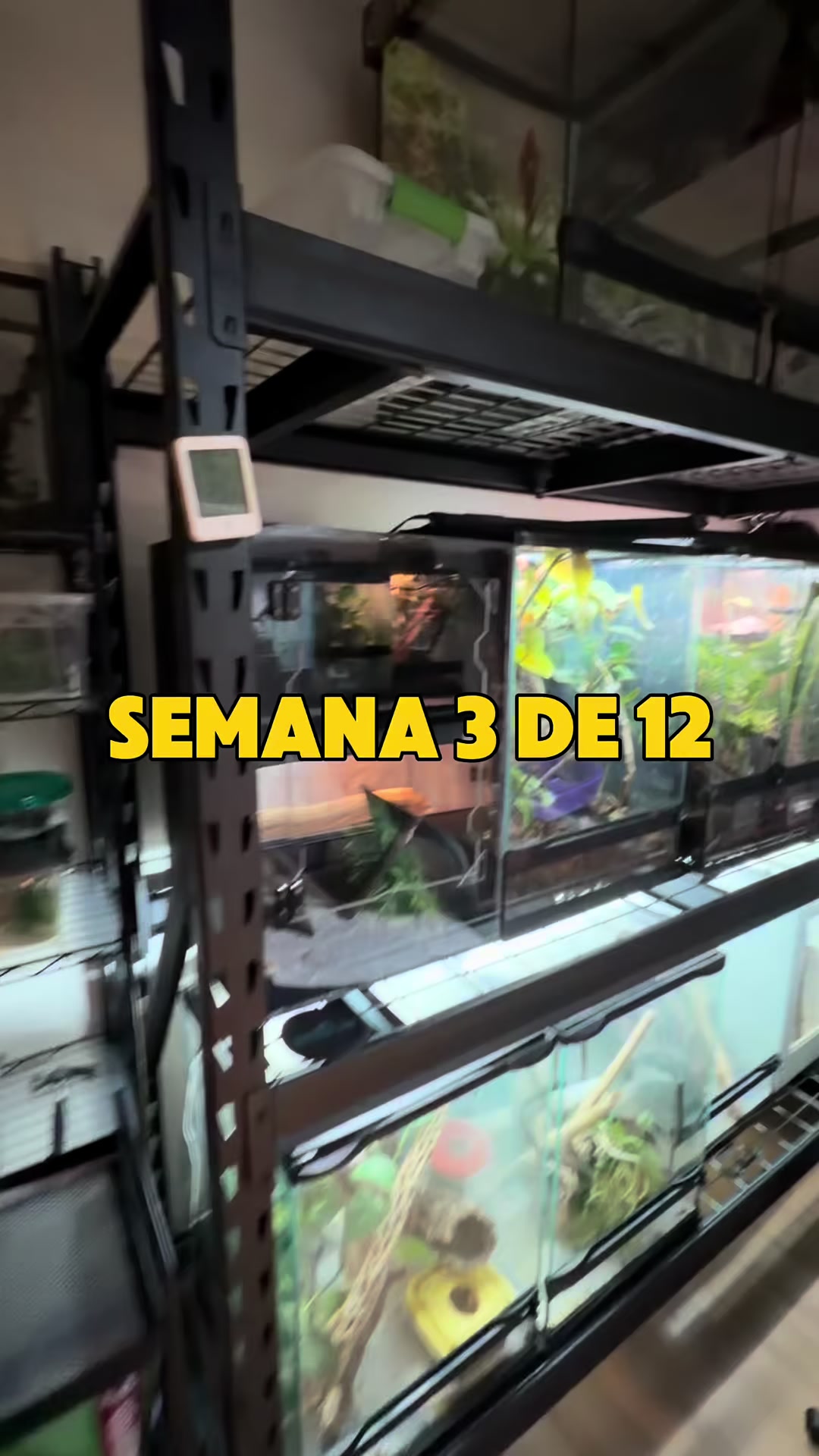 @Reptile Source