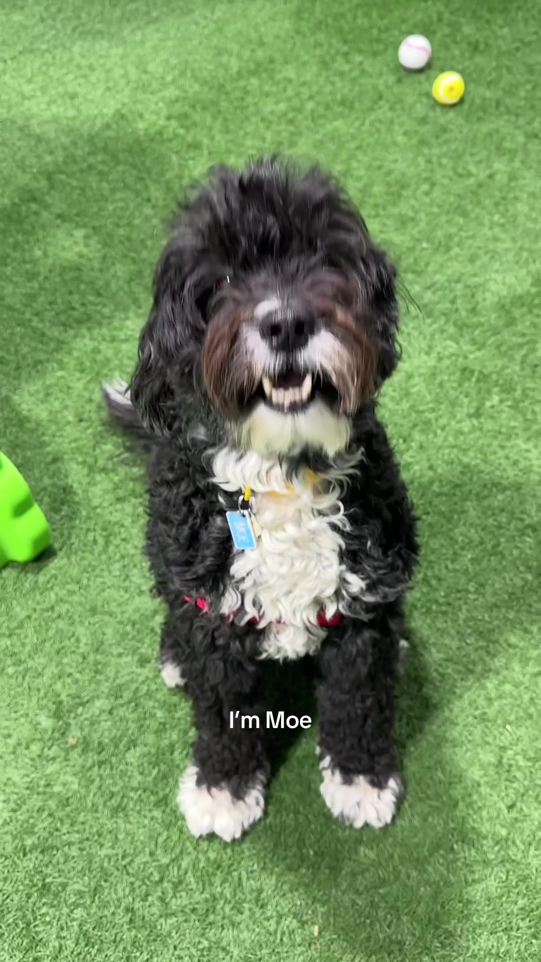 @Camp Canine Toronto