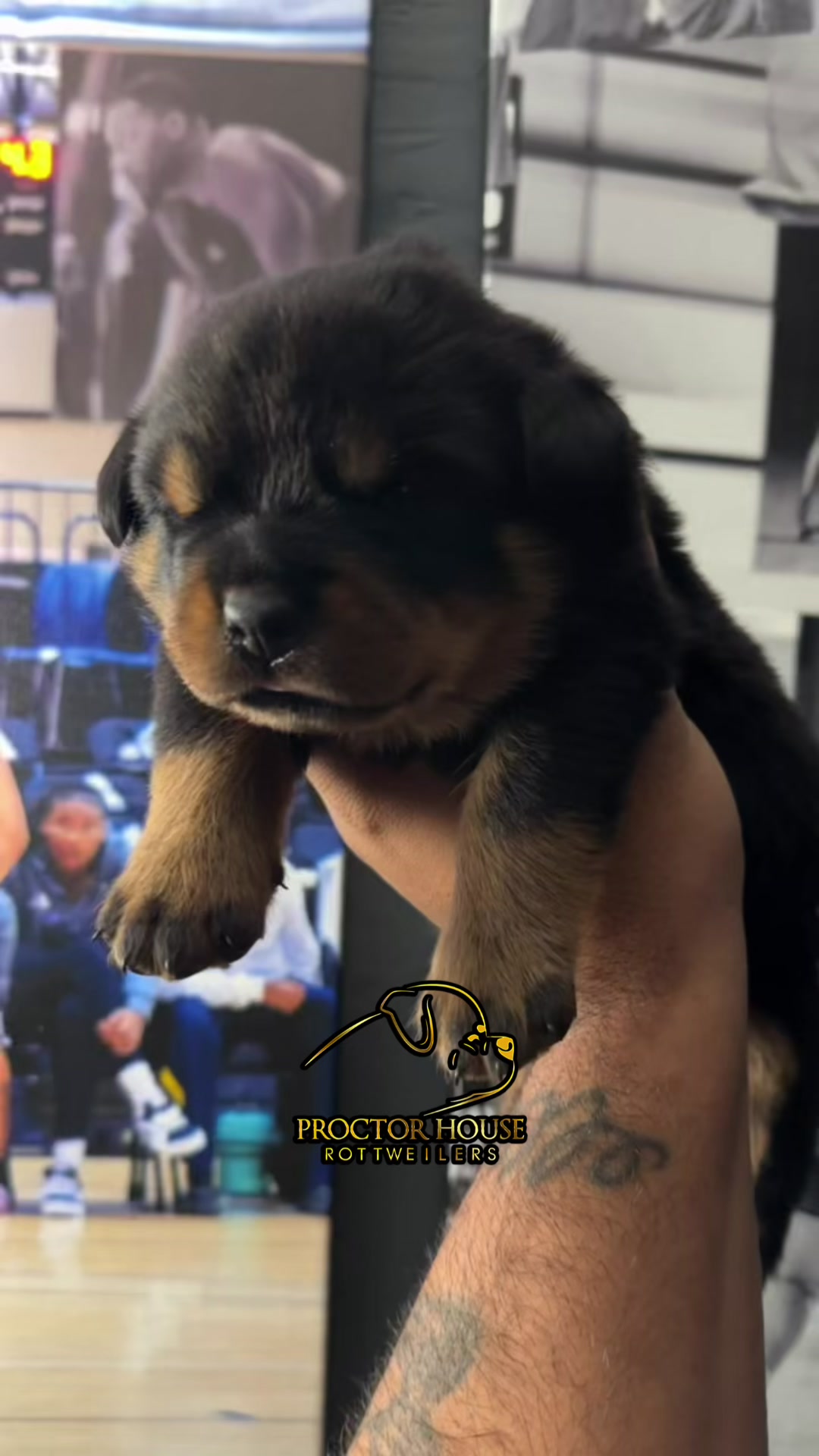 @Proctor House Rottweilers
