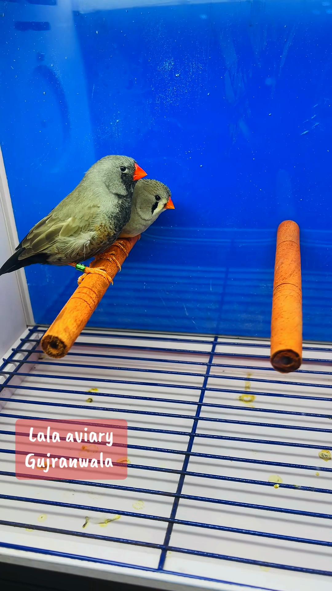 @Lala Aviary