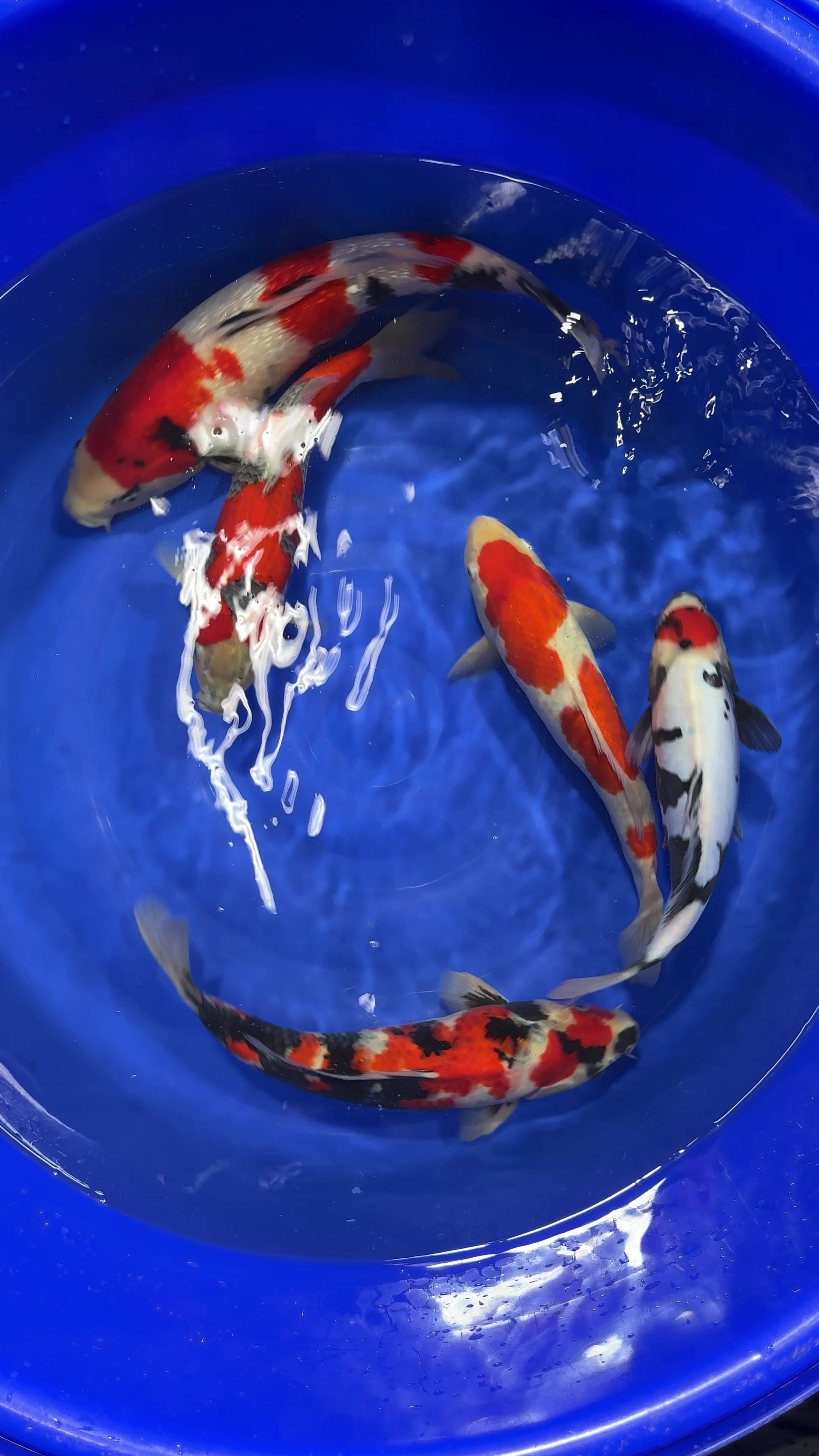 @Shirley Koi๐๐ฌ๐ง