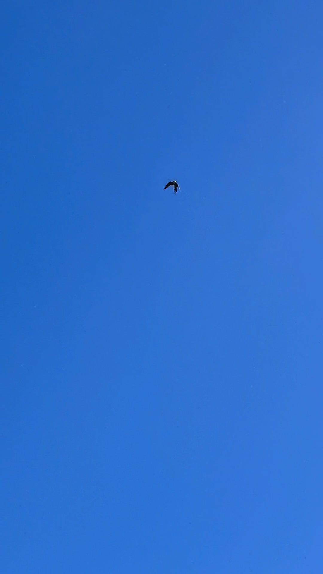 @Kent Falconry Centre