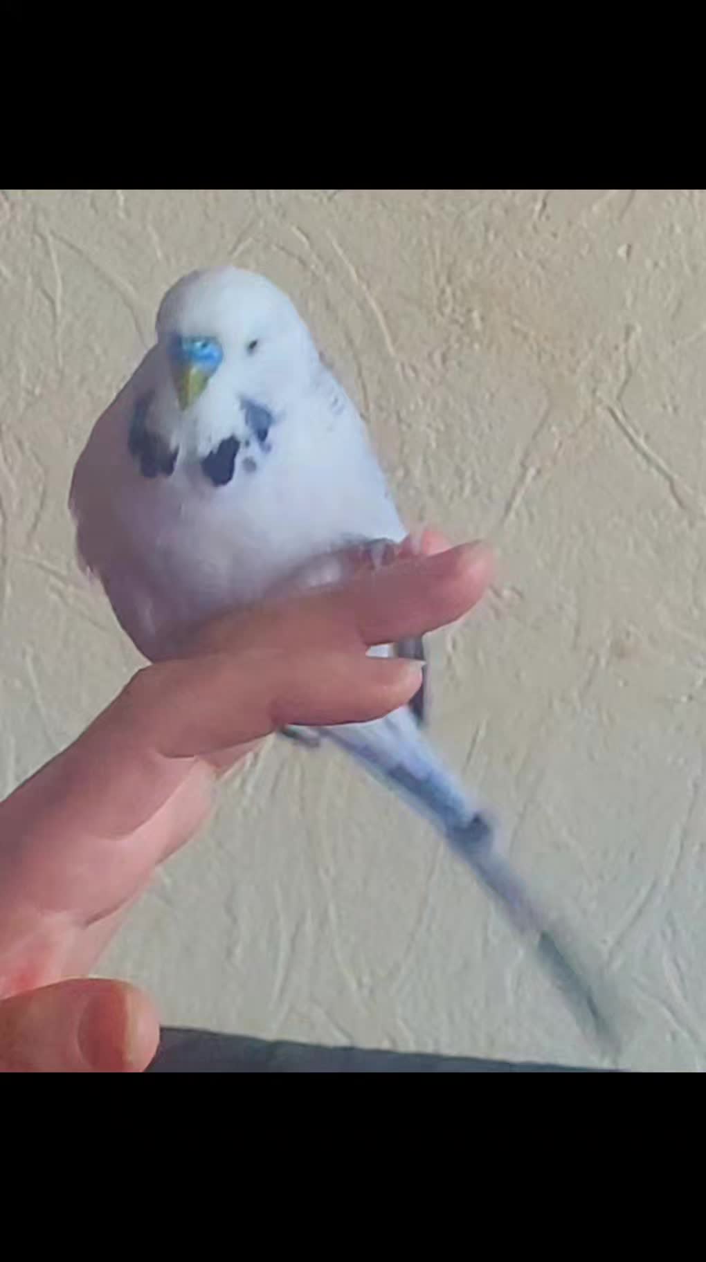 @Taha the Budgie