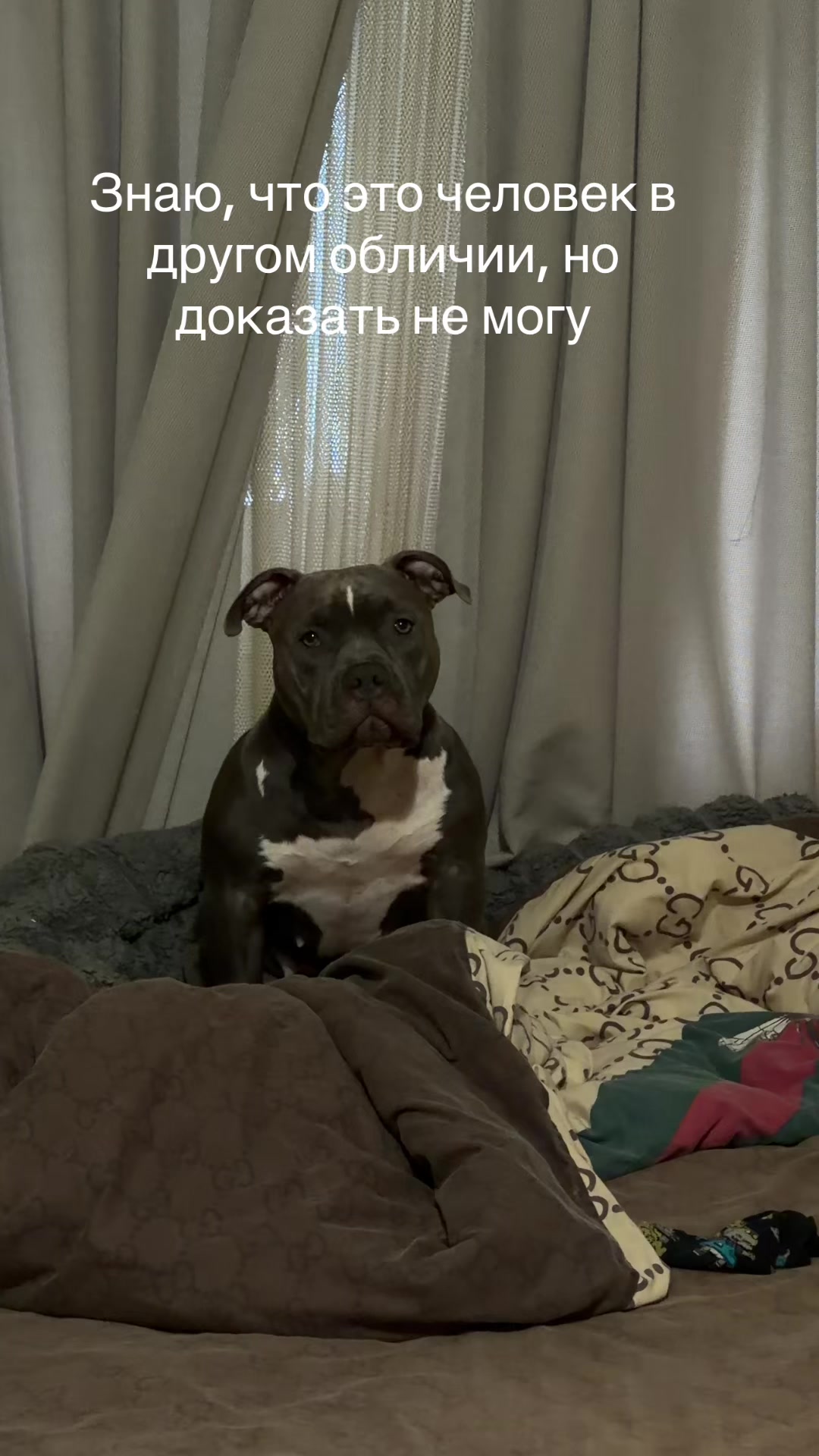 @Odessa Bully kennel