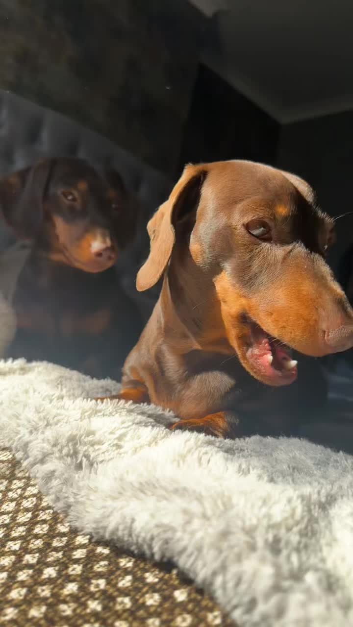 @ciciolive_mini_weiners