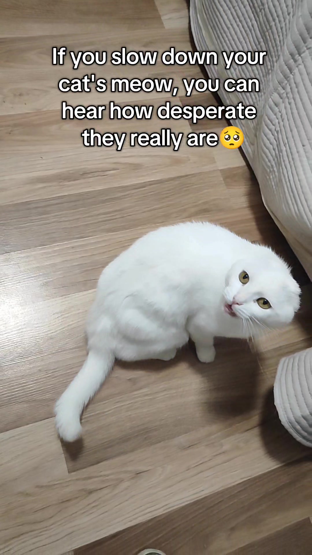 @Fluffy and Pixie